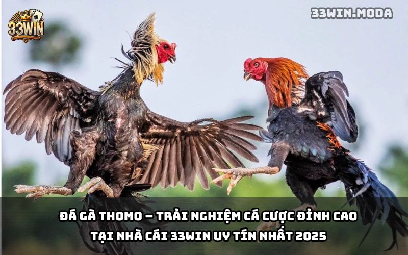 Đá Gà Thomo 33Win