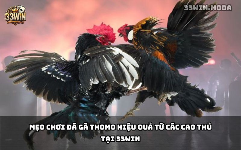 Đá Gà Thomo 33Win